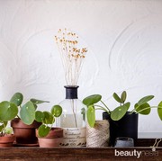 Cantik dan Sehat, Ini 7 Pilihan Tanaman untuk Dekorasi Kamar