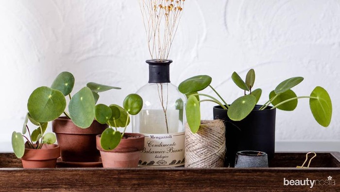 Cantik dan Sehat, Ini 7 Pilihan Tanaman untuk Dekorasi Kamar