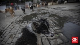 FOTO: Rumah Anjing Terlantar Terdampak Pandemi
