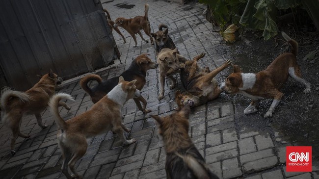 Rakyat Korut terancam kelaparan, warga elite dan tajir di sana malah gemar memakan anjing sebagai santapan mewah.