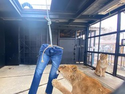 Dijual Celana Jeans dengan Robekan Singa, Harganya Rp 9 Juta