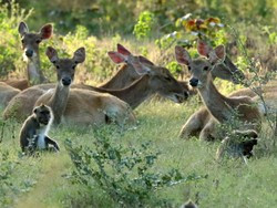 Taman Nasional Baluran, Wisata Alam Liar Berjuluk Africa van Java