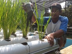 Bisa Dicontoh, Menanam Padi Tanpa Harus di Sawah dengan Metode Hidroganik