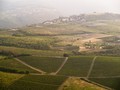 Istria Kelebihan Stok Wine Akibat Pandemi Virus Corona