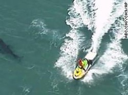 Peselancar Australia Tewas Digigit Hiu Sepanjang Hampir 3 Meter