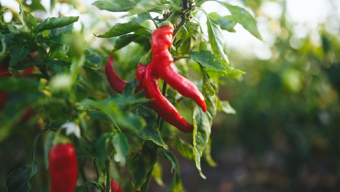 Spicy and hot flaming red chilli growing in an organic vegetable garden.
