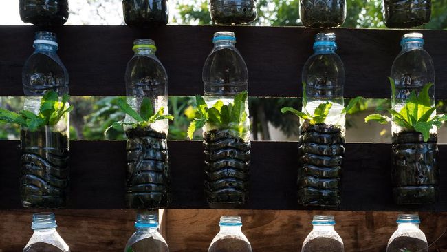 Growing vegetables (parsley or culantro) in used plastic bottles, Hydroponic garden and reuse recycle eco concept