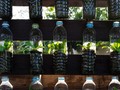 Cara Mudah Menanam Hidroponik dengan Botol Bekas