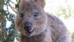 Punya Wajah Ceria, Ini Hewan Paling Bahagia di Dunia