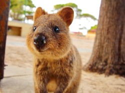 Gemasnya Quokka, Hewan Pengerat yang Wajahnya Terlihat Selalu Senyum