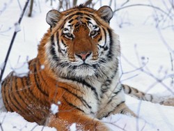 Kebun Binatang Ini Jual Kencing Harimau untuk Obat Rematik