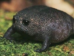 Enggak Peduli Tanggal Muda atau Tua, Katak Ini Selalu Cemberut