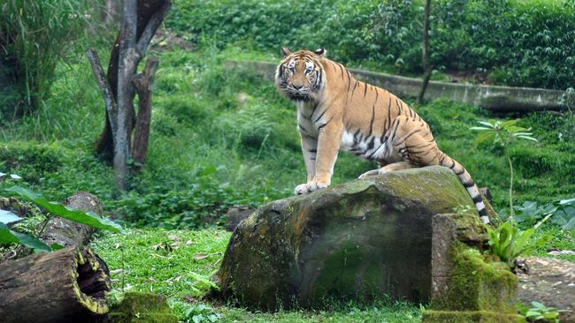 Aktivis hak hewan sedih atas kejadian disuntik matinya Harimau Benggala karena lepas dari kandang, padahal hewan itu tak pernah meminta dipelihara.