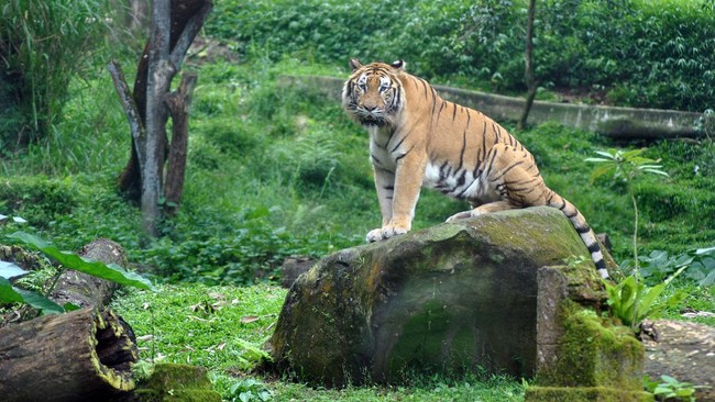 Harimau Benggala India berada di area Safari Journey, Taman Safari Indonesia (TSI) Cisarua, Kabupaten Bogor, Jawa Barat, Jumat (8/5/2020). Kondisi satwa di TSI Bogor dalam keadaan sehat dengan kebutuhan pakan sebanyak 700 Kg daging per hari dan 10 ton rumput yang didapat dari area TSI sendiri di tengah pandemi COVID-19 dan pemberlakuan Pembatasan Sosial Berskala Besar (PSBB). ANTARA FOTO/Arif Firmansyah/wsj.
