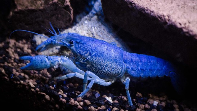 Crayfish in my tank