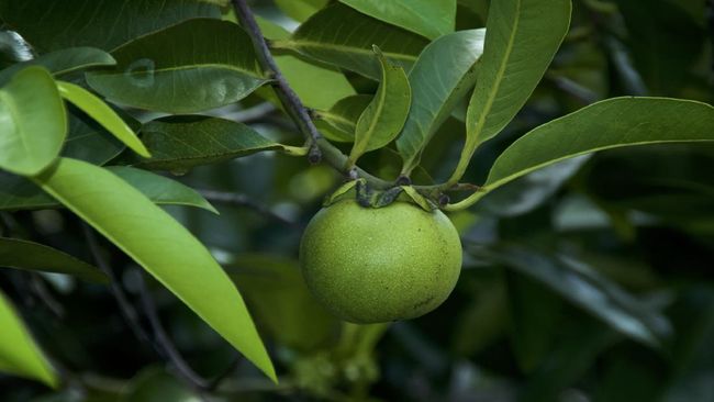 Beach apple on manchineel tree, considered the world's most dangerous tree and fruit with all parts being toxic.
