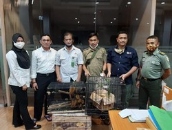 BKSDA Serang Tangkap Penjual Satwa Dilindungi Via Medsos