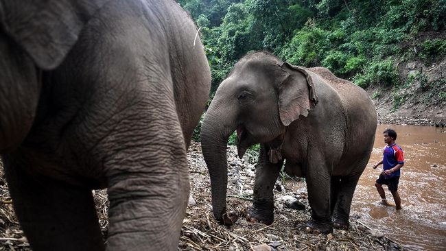 This photo taken on June 4, 2020 shows a mahout looking after a mother and young elephant in Baan Na Klang village in the northern Thai province of Chiang Mai, where over 100 elephants returned from various tourist camps since the outbreak of the COVID-19 coronavirus. - As the coronavirus pandemic paralysed global travel, Thailand's some 3,000 domesticated elephants working in amusement parks or 