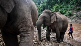 Ribuan Gajah Thailand Migrasi dalam Kelaparan & Perkelahian