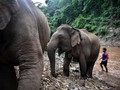 Ribuan Gajah Thailand Migrasi dalam Kelaparan & Perkelahian