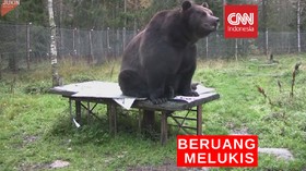 VIDEO: Aksi Beruang Raksasa Melukis