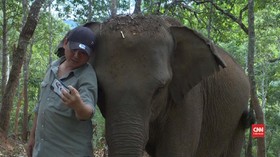 VIDEO: Gajah Thailand Terpaksa Migrasi Akibat Pandemi Covid
