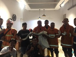 Kerap Muncul di Rumah Warga Bengkulu-Mangsa Merpati, Piton 3 Meter Dievakuasi
