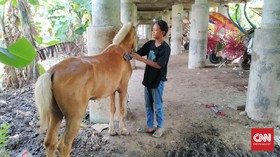 Kusir Delman Ibu Kota, Mengais Rupiah Hanya untuk Pakan Kuda
