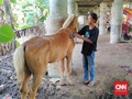 Kusir Delman Ibu Kota, Mengais Rupiah Hanya untuk Pakan Kuda