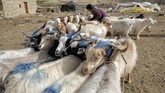 Nyalang Edisi 13 Juni 2020 Changpa nomad Sonam Yangzom ties pashmina goats before milking them in a nomadic camp, about one kilometre from Korzok village in the Leh district of Ladakh. - The world is heading for a shortage of the highly prized and super-soft cashmere wool as pashmina goats that live on the