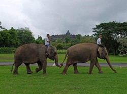5 Gajah di Borobudur Dipindah, BKSDA: Pengunjung Fokus ke Candi