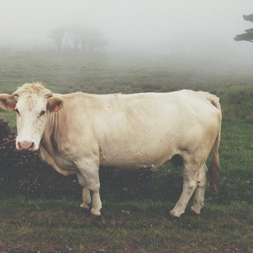 Geger Video Sapi Kaget Kena Prank dan Berteriak Seperti Manusia