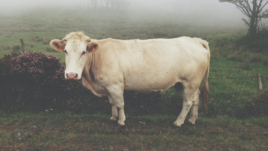 Sapi