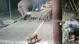 VIDEO: Gajah Lintasi Check Point, Petugas Lari Ketakutan