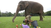 ALIH PROFESI GAJAH TUNGGANGAN DI BOROBUDUR Pawang gajah Andi Kurniawan, (29) mempersiapkan peralatan lukis untuk gajah peliharaan Taman Wisata Candi (TWC) Borobudur Zella.