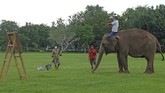 ALIH PROFESI GAJAH TUNGGANGAN DI BOROBUDUR Gajah peliharaan Taman Wisata Candi (TWC) Borobudur Zella bersiap belajar melukis di taman Lumbini, Borobudur, Magelang, Jawa Tengah.