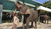 ALIH PROFESI GAJAH TUNGGANGAN DI BOROBUDUR Mahout atau pawang gajah memberi makan gajah.