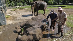 Teka-teki Penyebab Ratusan Gajah Mati Mendadak