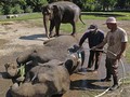 Teka-teki Penyebab Ratusan Gajah Mati Mendadak