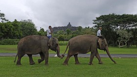 FOTO : Alih Profesi Gajah Tunggangan di Borobudur