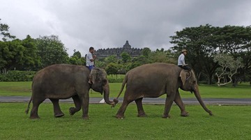 Pemerintah Resmi Larang Atraksi Wisata Gajah Tunggang
