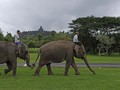 FOTO : Alih Profesi Gajah Tunggangan di Borobudur