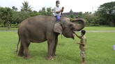 ALIH PROFESI GAJAH TUNGGANGAN DI BOROBUDUR Pawang gajah Maidi, 47 (kiri) dan Andi Kurniawan, 29 (kanan) beristirahat bersama gajah peiharaan Taman Wisata Candi (TWC) Borobudur Zella di sela-sela proses belajar melukis di taman Lumbini, Borobudur, Magelang, Jawa Tengah.