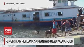 VIDEO: Pengiriman Perdana Sapi Antarpulau Pasca-PSBB