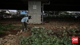 Kebun Sayuran Beton Petugas PPSU menyiram sayur yang ditanam di bawah jalan tol Becakayu, Jakarta. Minggu 13 Juni 2020. CNN Indonesia/Adhi Wicaksono