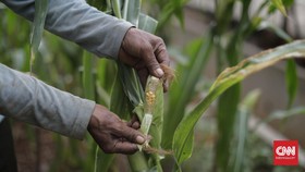 Pandemi di Jabar: Manufaktur Terpukul, Pertanian Paling Kebal
