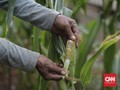 Pandemi di Jabar: Manufaktur Terpukul, Pertanian Paling Kebal