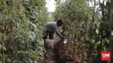 Kebun Sayuran Beton Petugas PPSU menyiram sayur yang ditanam di bawah jalan tol Becakayu, Jakarta. Minggu 13 Juni 2020. CNN Indonesia/Adhi Wicaksono
