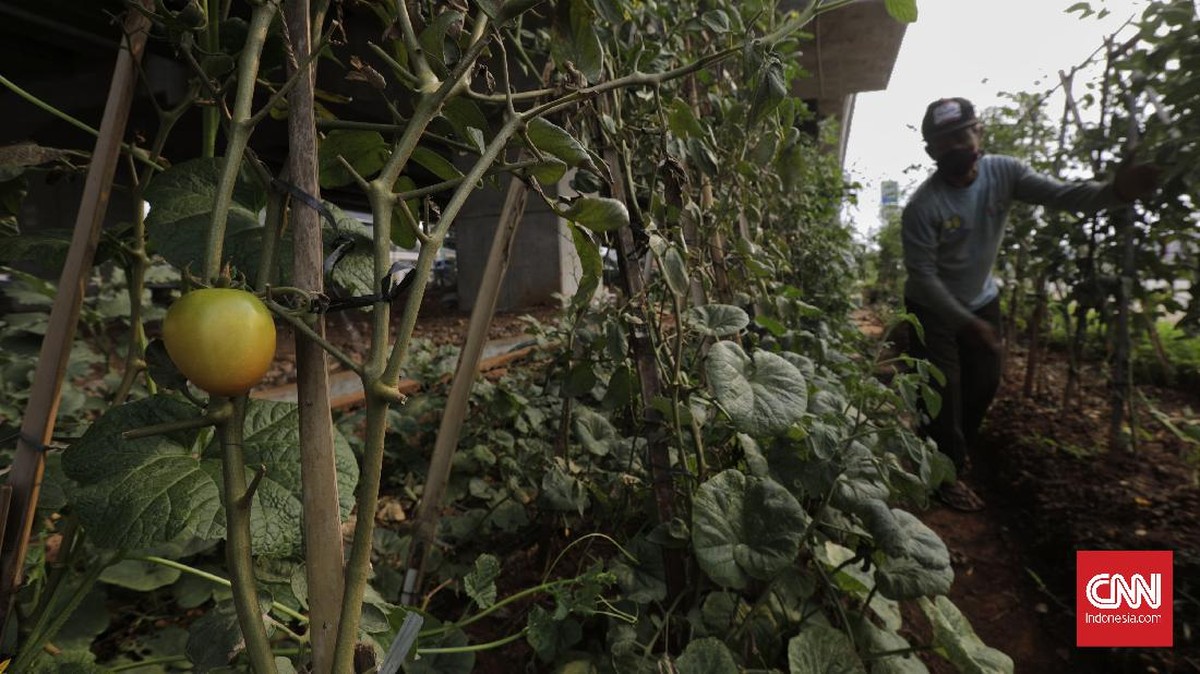 FOTO: Hijau Kebun Sayuran di Antara 'Rimba' Beton Jakarta
