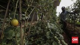 Kebun Sayuran Beton Petugas PPSU menyiram sayur yang ditanam di bawah jalan tol Becakayu, Jakarta. Minggu 13 Juni 2020. CNN Indonesia/Adhi Wicaksono